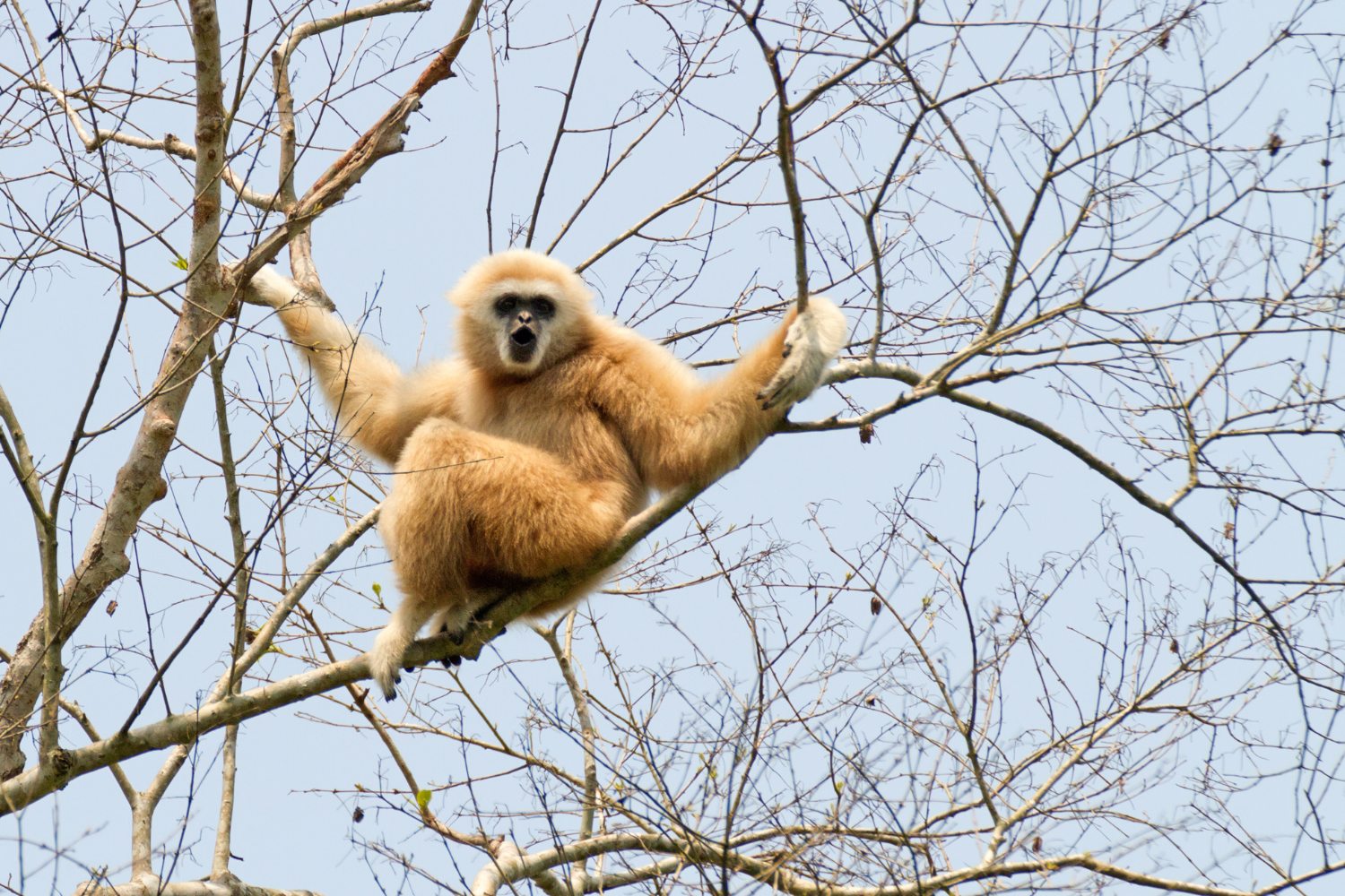 Lar Gibbon (White-handed Gibbon) belongs to the genus Hylobates.